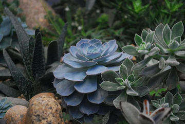 Les avantages d'un jardin sec Les avantages d'un jardin sec